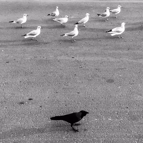 Item #83886518355349597778021909356356491703500961359452684167797568247804561719297 Media