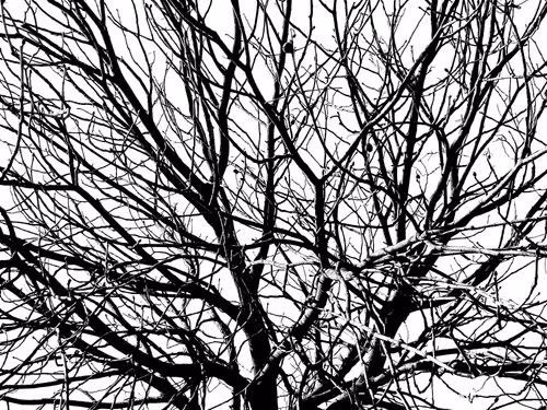 Item #13665938074563914331498291329920780757136253607588816979915017144171692556289 Media