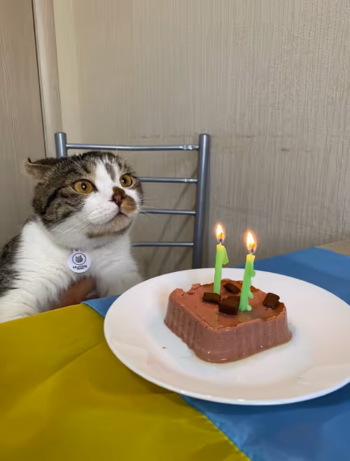 Item #51714780314179032241787952776522636894904578774096726712782613622958602584065 Media