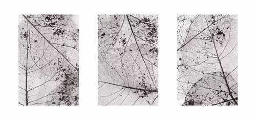 EDITIONS - PaulMoonPhotos