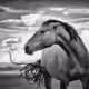 Editions | Kat Livengood | Wild Horses