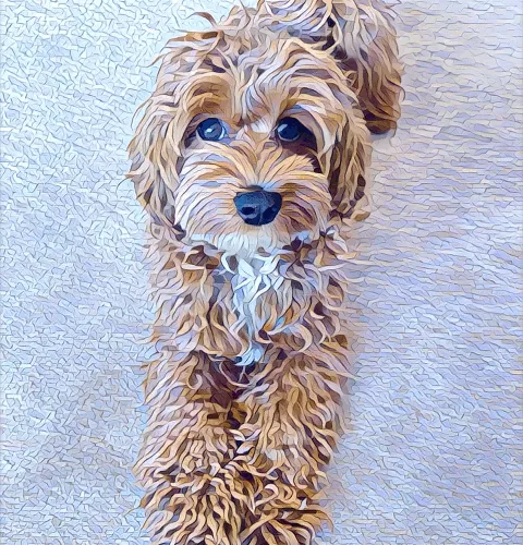 Metaversemaltipoo