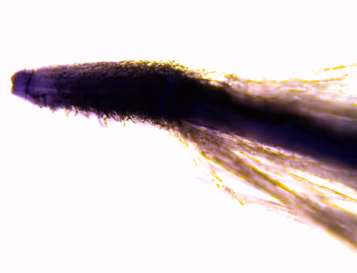 Item #71646257518770613568983710813551014237803002136866425209291833754714703396865 Media