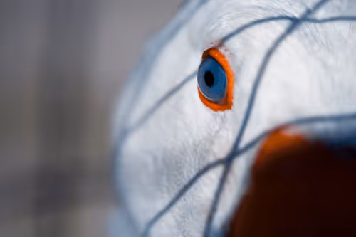 Item #51400291573821897858341146443877866955603182621388920438661252921494790471681 Media