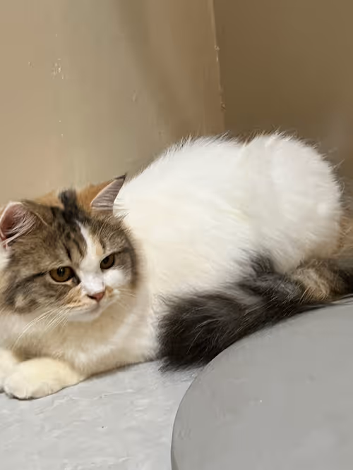 Item #96133226255036281773117129664719277595459081917076868327931877738667281743873 Media