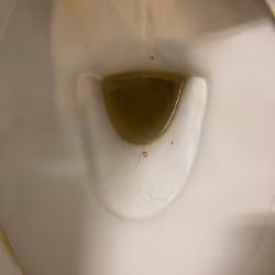 the lord's toilet