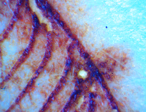 Item #71646257518770613568983710813551014237803002136866425209291834313266610307073 Media