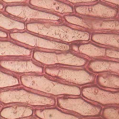 cellules 