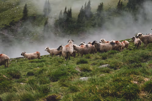 Item #105475816949175725597838668609224528502922702307421382918206128490219288133633 Media