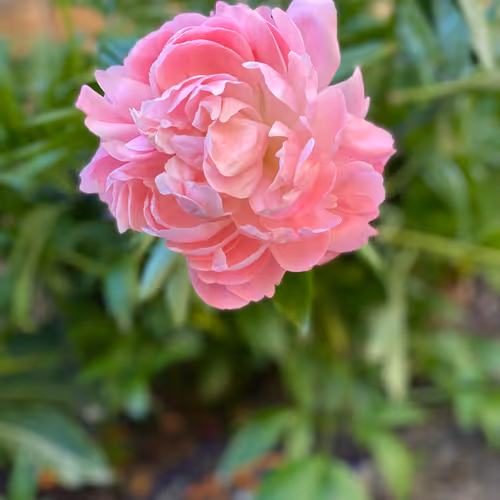 Candyfloss