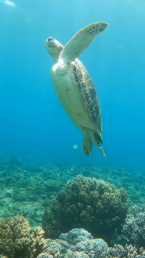 Item #93917210928009552265570427413341546020590352631026157694666951340641736458242 Media