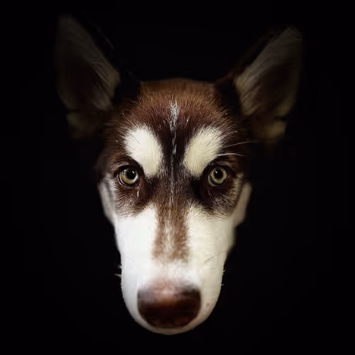 Puppy Close Up