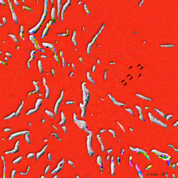 52596772328572645396799225155179162658789326659101193362598998513021618225153