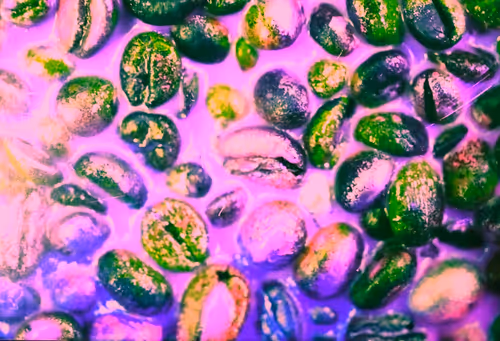 Item #39425846421802280996231740338929997167545085552399292352466571968087460937729 Media