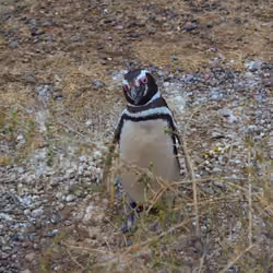 penguin club