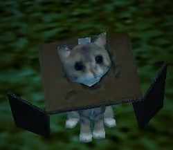 cat in a box