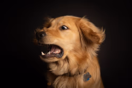 Item #3145360531430904933495942820931552338028161050553888084454697303496745549825 Media