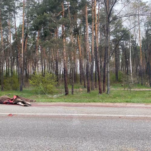 End of deer