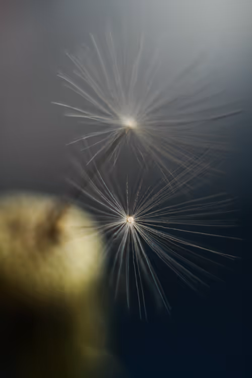 Item #13606181839721576894155883308236999132816604807813273145513526372556991365121 Media