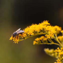 One more Bee