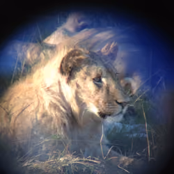 #4 Lazy Lion
