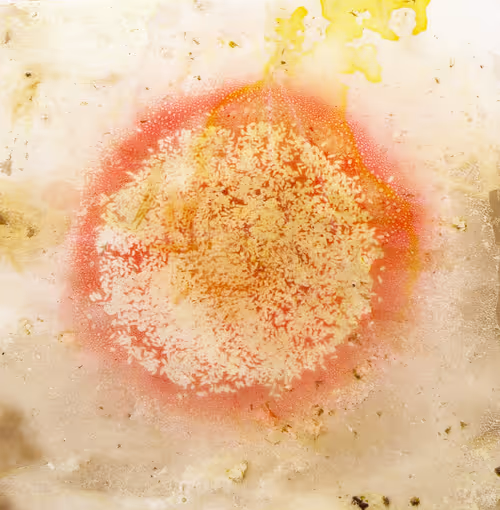 Item #111264774895172989553606282022194155892745764425417346937131400132243251789825 Media