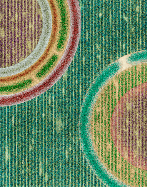 Item #81192054585556051588075808205770611887695567484140912880993026171825584865281 Media