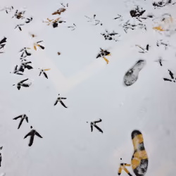 walking print