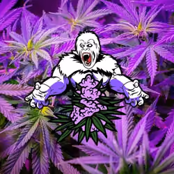 Purple Monster