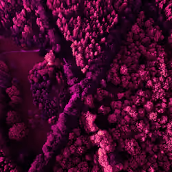 PINK CrossRoads from the Sky 6/8