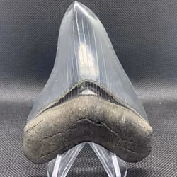 Tooth 12