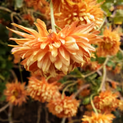 Blooming Flowers in the garden