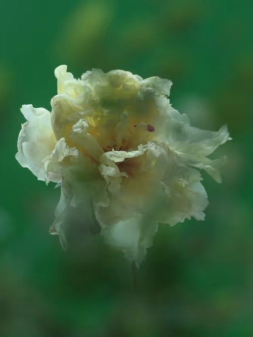 Item #89907656702044614453321074325488619524252991044225286845467716147567245918209 Media