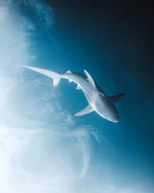 Item #83054766924673444604816267722836446190314772138657067753201581524410077020161 Media