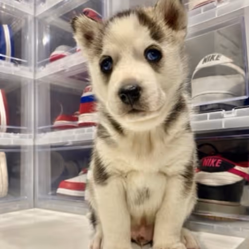 HuskyHype #1