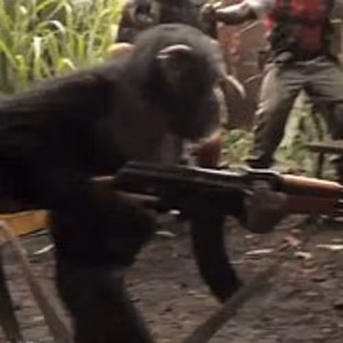 chimp with ak