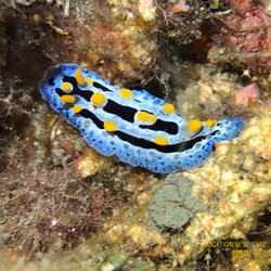 80965803268169370603932631570667161375508893671094224909166964056743691157505