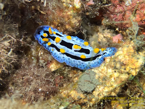 Item #80965803268169370603932631570667161375508893671094224909166964056743691157505 Media