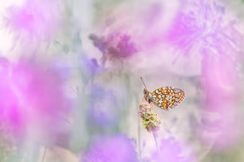 Item #93266284144830197482070166844715761700417272028228172866766761860266572382209 Media