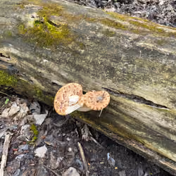 Pheasant back mushrooms