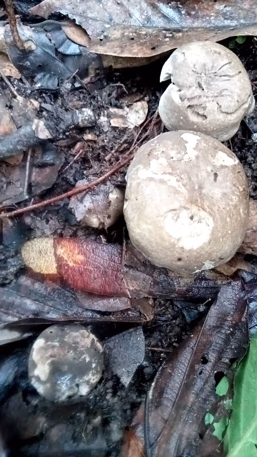 Item #81269833061274051173789884418282317830923519221172308843662165641255840645121 Media