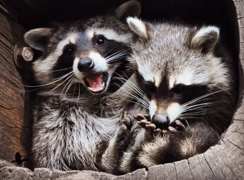 Item #106870078454534698311606461225664382982354268042883800261475775717799687618561 Media