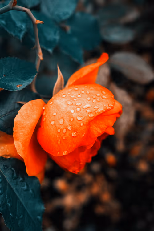 Item #103066555971611021134149055345018438449666255846358212838134356832292618371073 Media