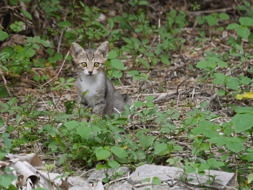 Item #55455677318123595031509472603724202920888355633279889545160944796379847327745 Media