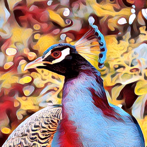 Pavo 1