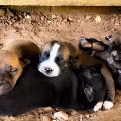 poor puppies