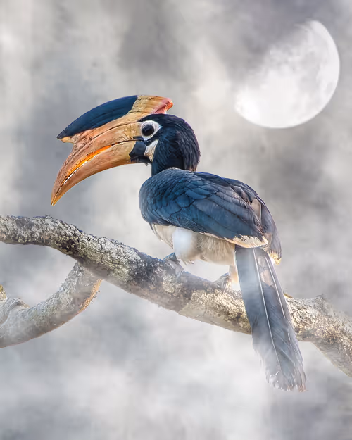 Item #20879904977050231781978559907445915739532146362246903749837269888619612471297 Media