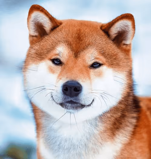 Item #34470142884482375674331152583341387110725961593908059002011227354234850639972 Media