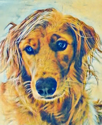 Golden Retriever Whiskey