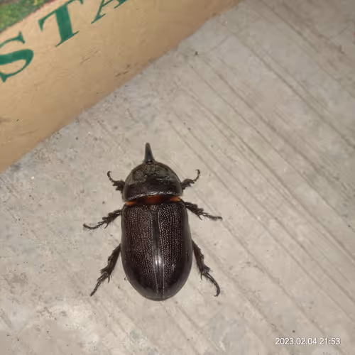 Item #15416064837448188610247350204521494909343598378477019548960405594918761791489 Media